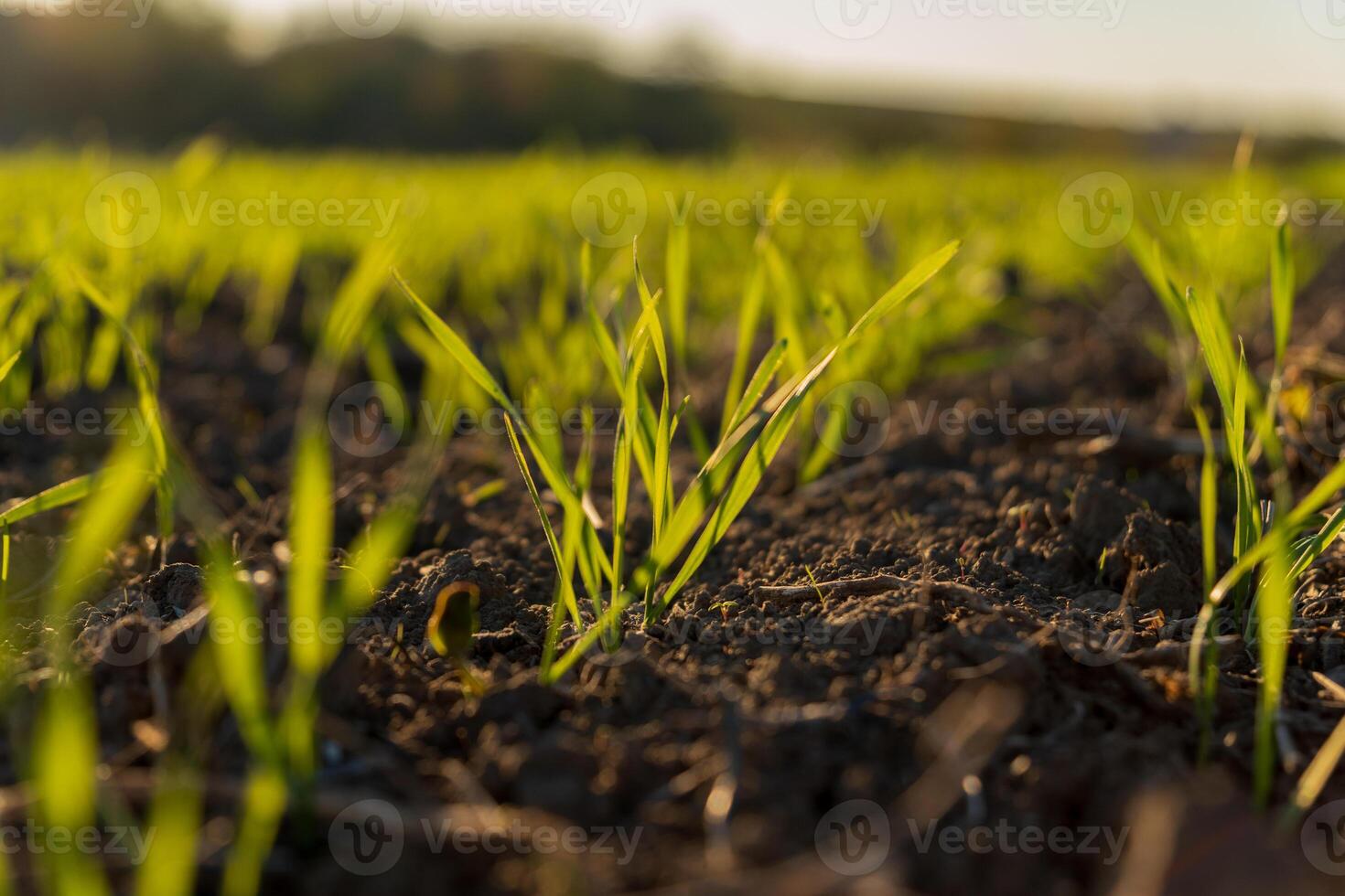 Young wheat plants emerge from fertile soil in a winter field, basking in the warm sunlight, symbolizing growth and renewal in nature photo