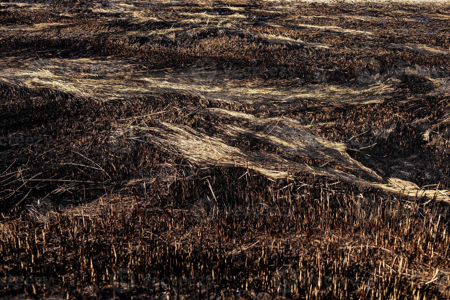 Once vibrant grassland is now charred and scorched, showcasing the severe impact of a recent fire that devastated the area photo