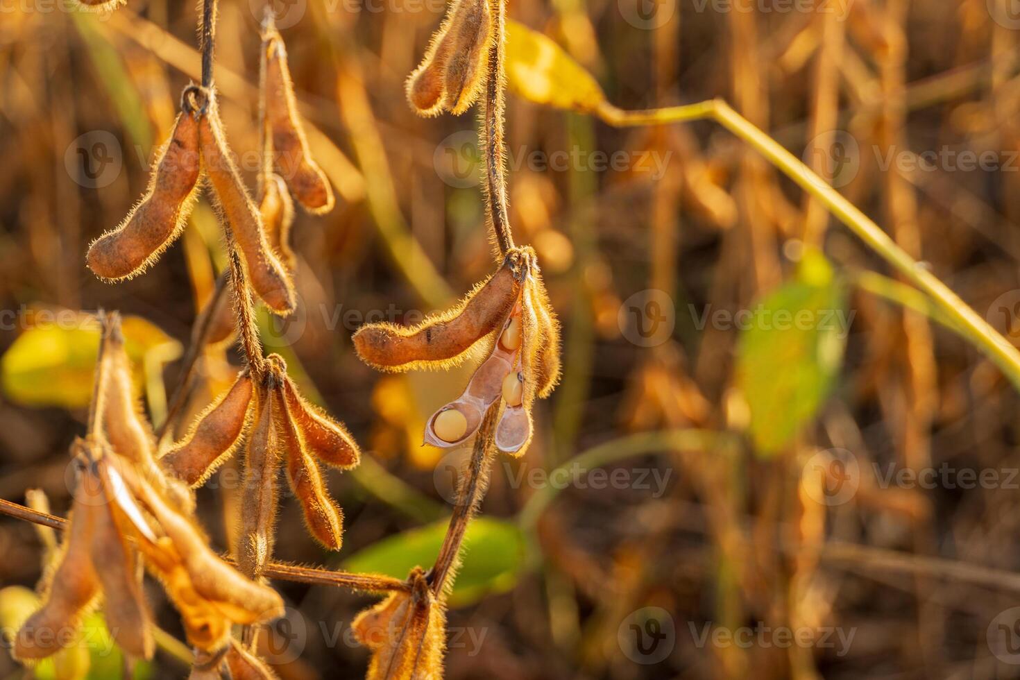 Soybean plants display their pods filled with beans against a backdrop of golden light in a rural farming field photo