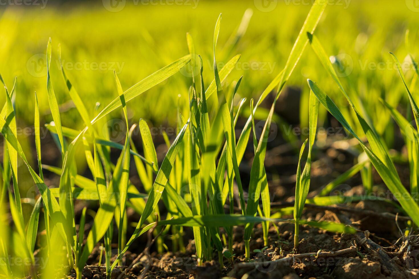 Bright green wheat sprouts rise from the rich soil of a winter field, highlighting nature's renewal and growth under the sunlight photo