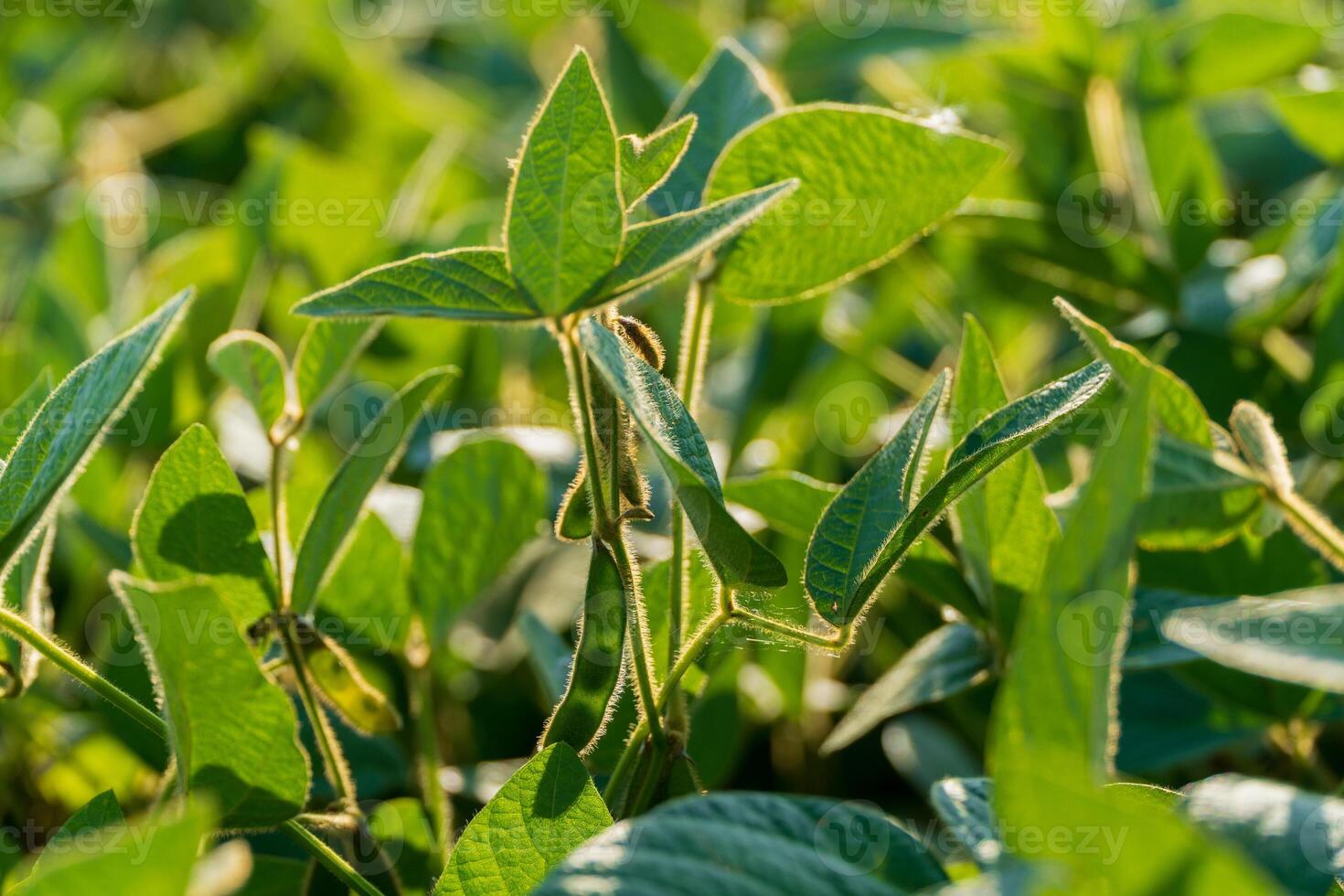 Green soybean leaves are abundant in a field, basking in sunlight and showcasing the vitality of agricultural growth photo