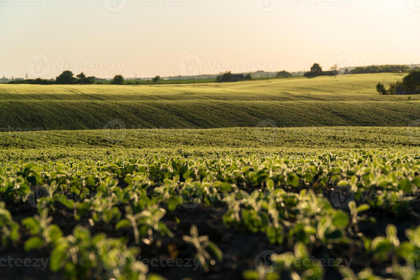 Rows of vibrant soybean seedlings blanket the field, basking in the soft glow of dawn as agriculture flourishes in the countryside photo