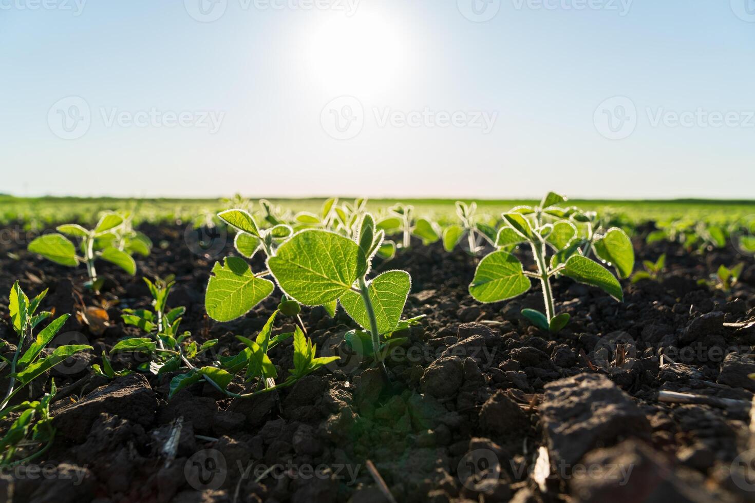 Young soybean seedlings bask in the warm sunlight of dawn, showing vibrant green leaves growing in fertile soil on a tranquil farm photo
