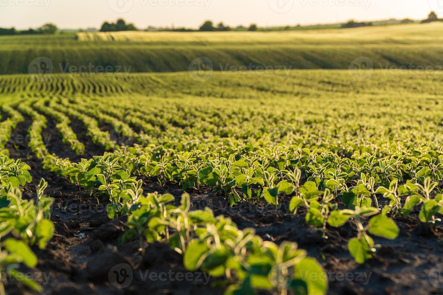 Soybean sprouts emerge vibrantly in a field, basking in the warm sunlight at dawn, showcasing healthy growth on fertile soil photo