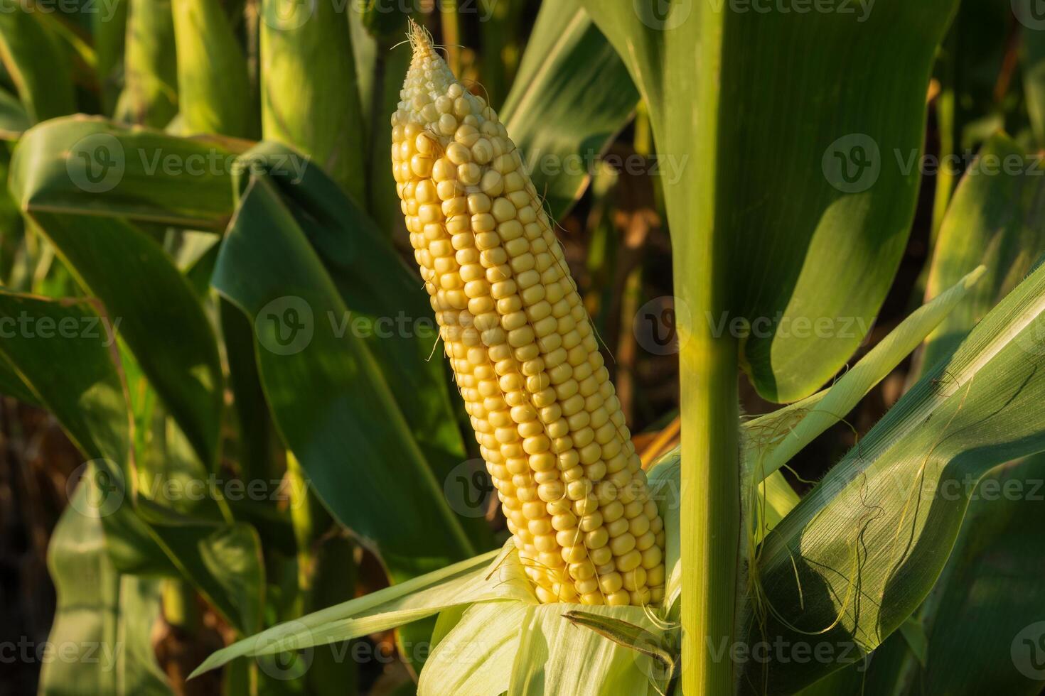 A close-up view of a developing corn ear nestled among healthy green leaves in a cornfield on a sunny afternoon photo