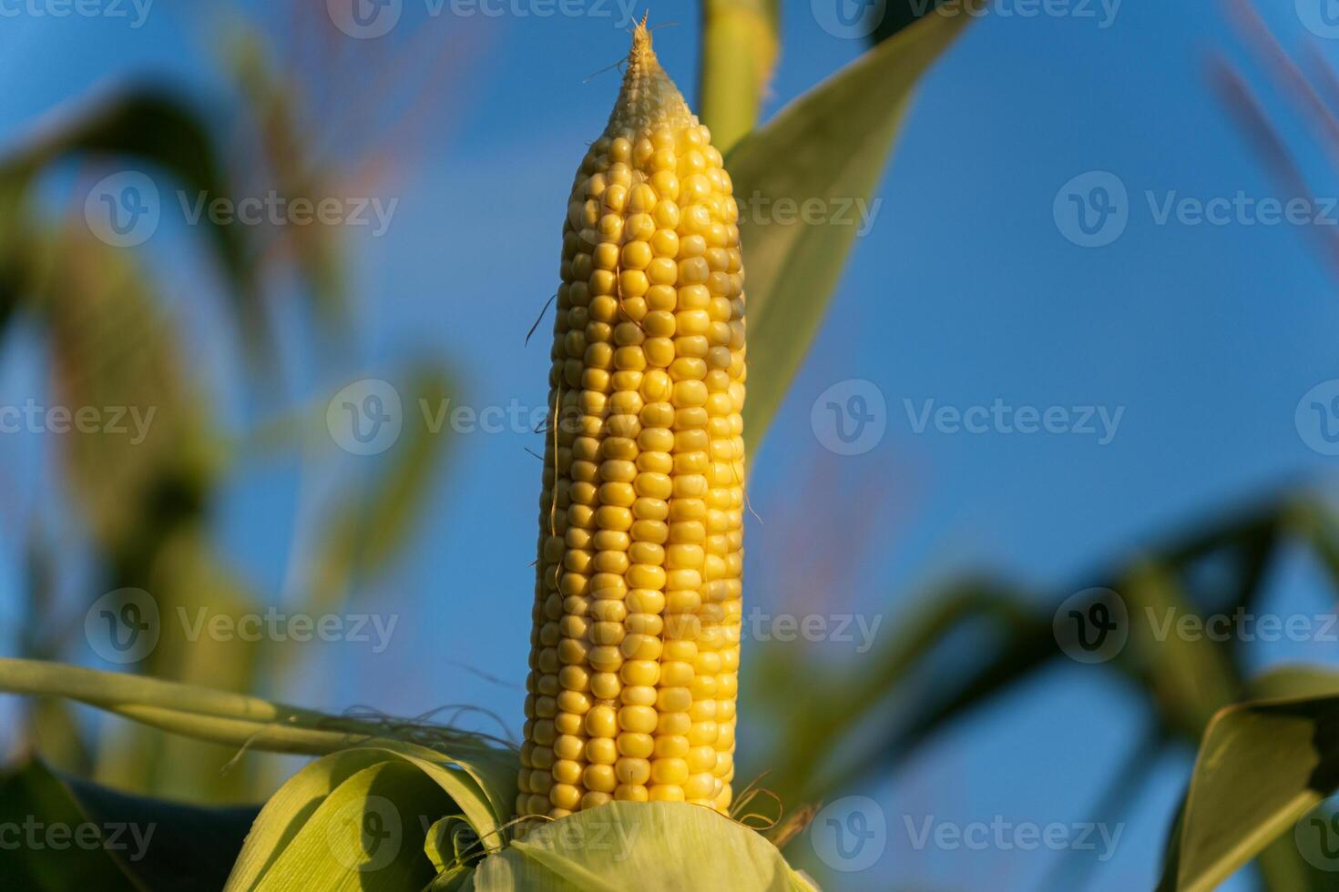 Bright yellow corn ear stands tall against a clear blue sky in a thriving agricultural field during the late summer season photo