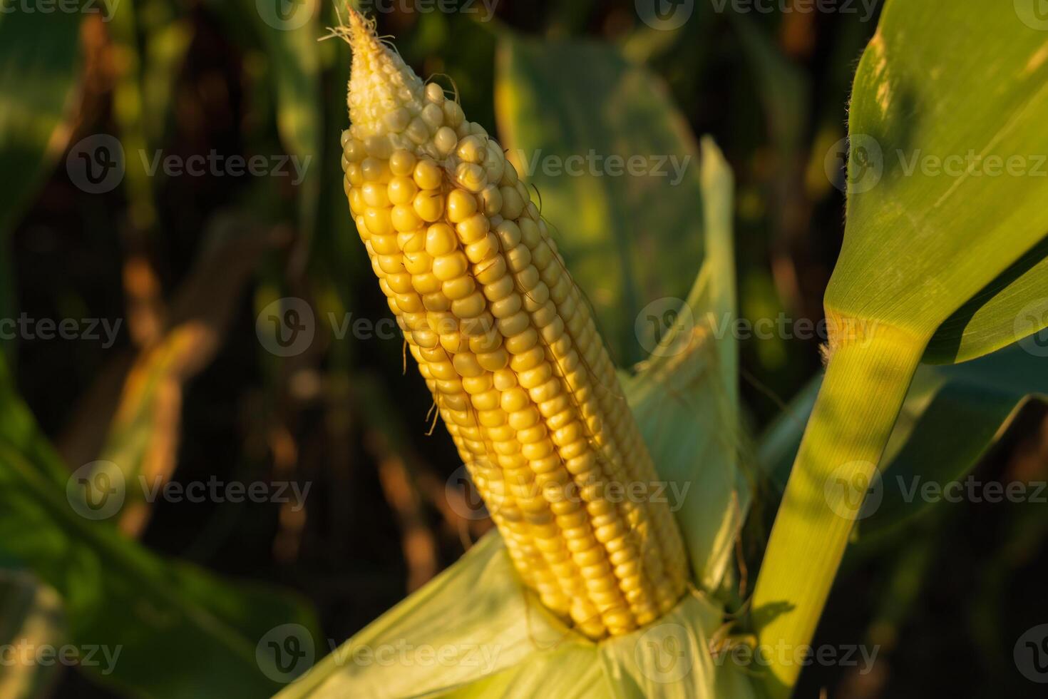 Golden corn on the cob stands proudly in a lush green field, basking in warm sunlight during late summer, ready for harvest photo