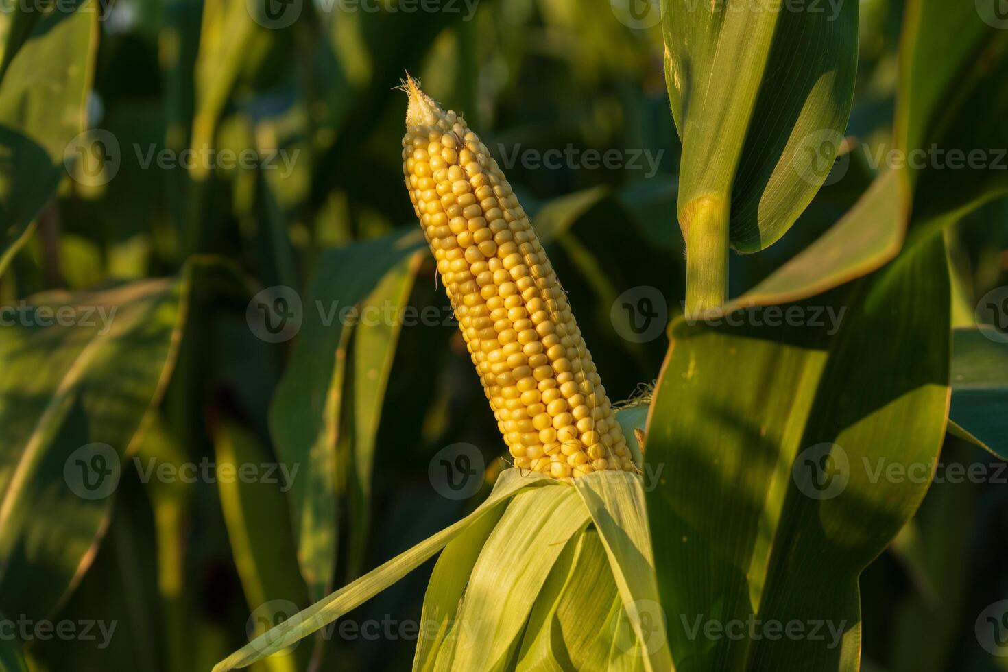 A close-up of a yellow corn ear surrounded by lush green leaves in a sunlit field during the late afternoon hours photo