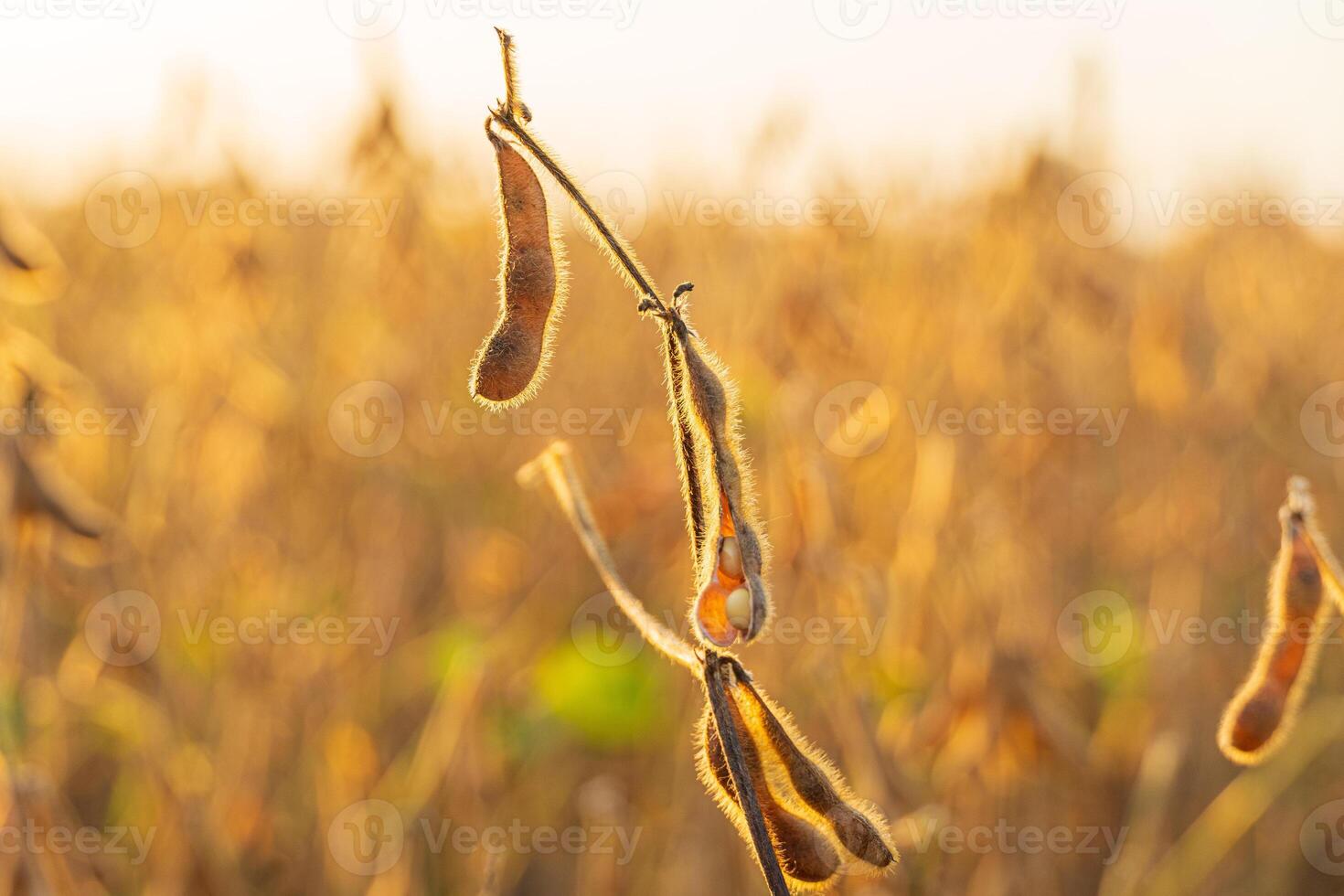 Under the warm glow of evening light, ripe soybean pods dangle from their plants, hinting at a bountiful harvest ahead photo