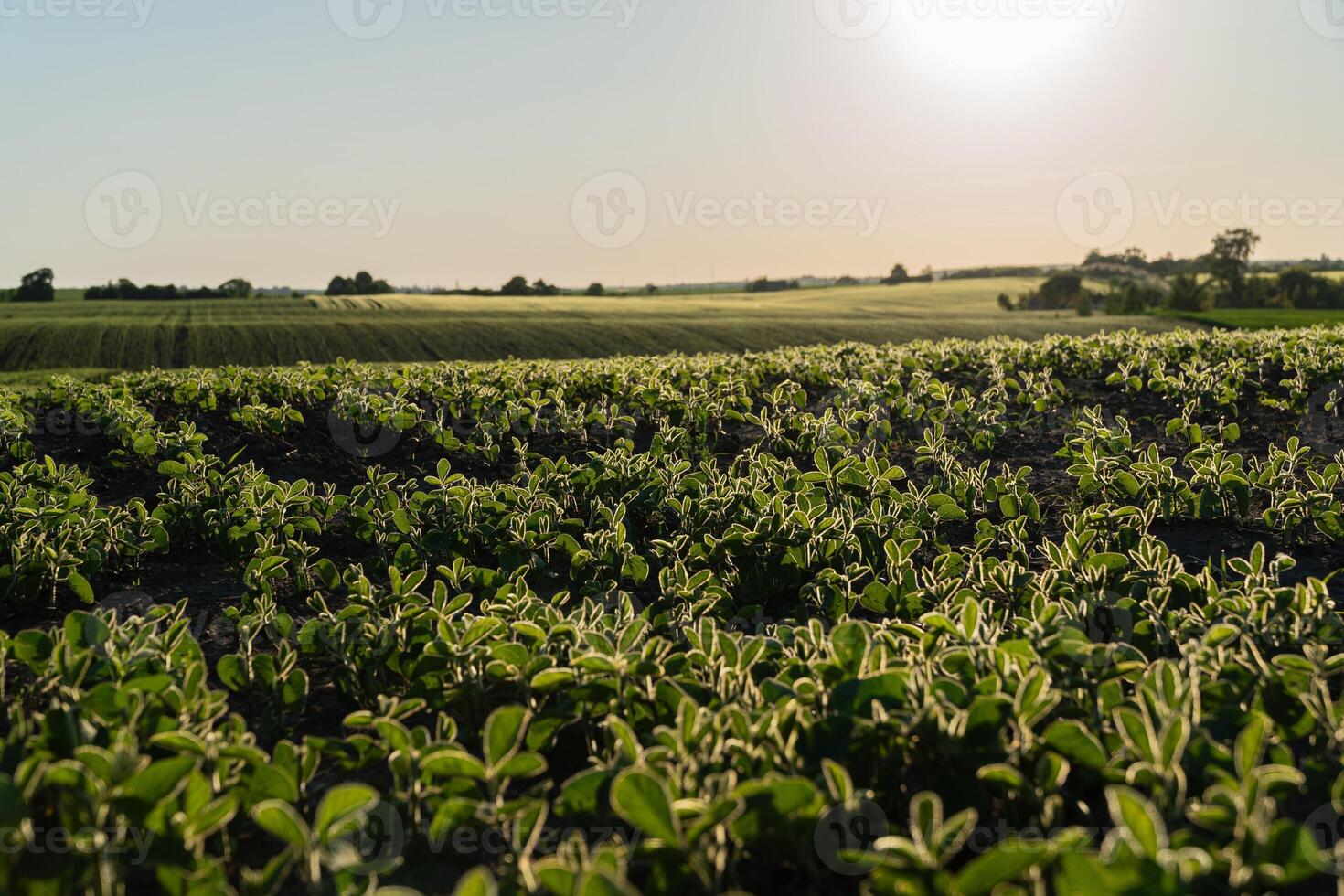 Rows of vibrant green crops stretch across rolling hills under the warm embrace of the afternoon sun, creating a serene landscape photo