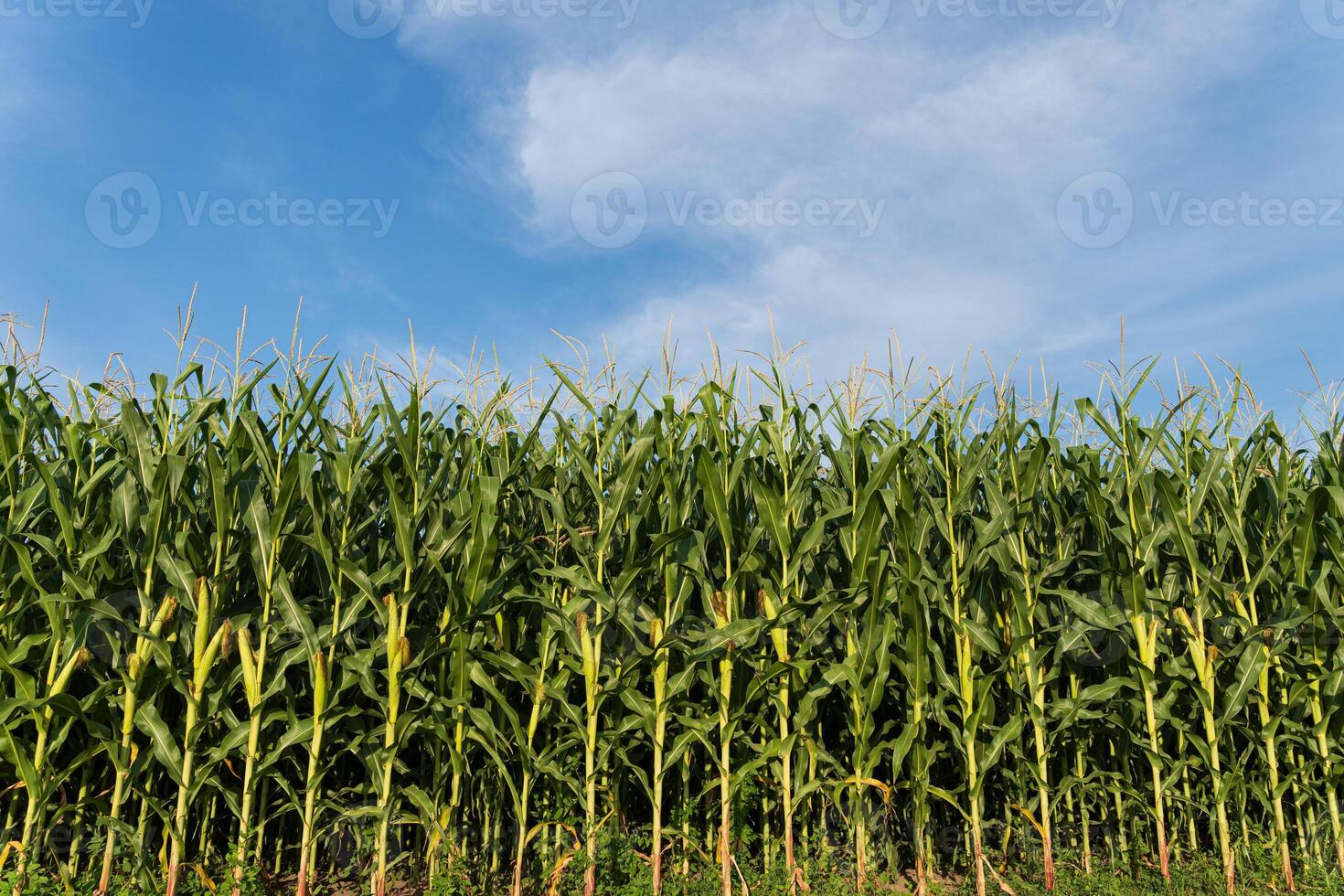 Rows of tall, vibrant corn plants stretch toward a clear blue sky, basking in the warm summer sun, ready for harvest photo