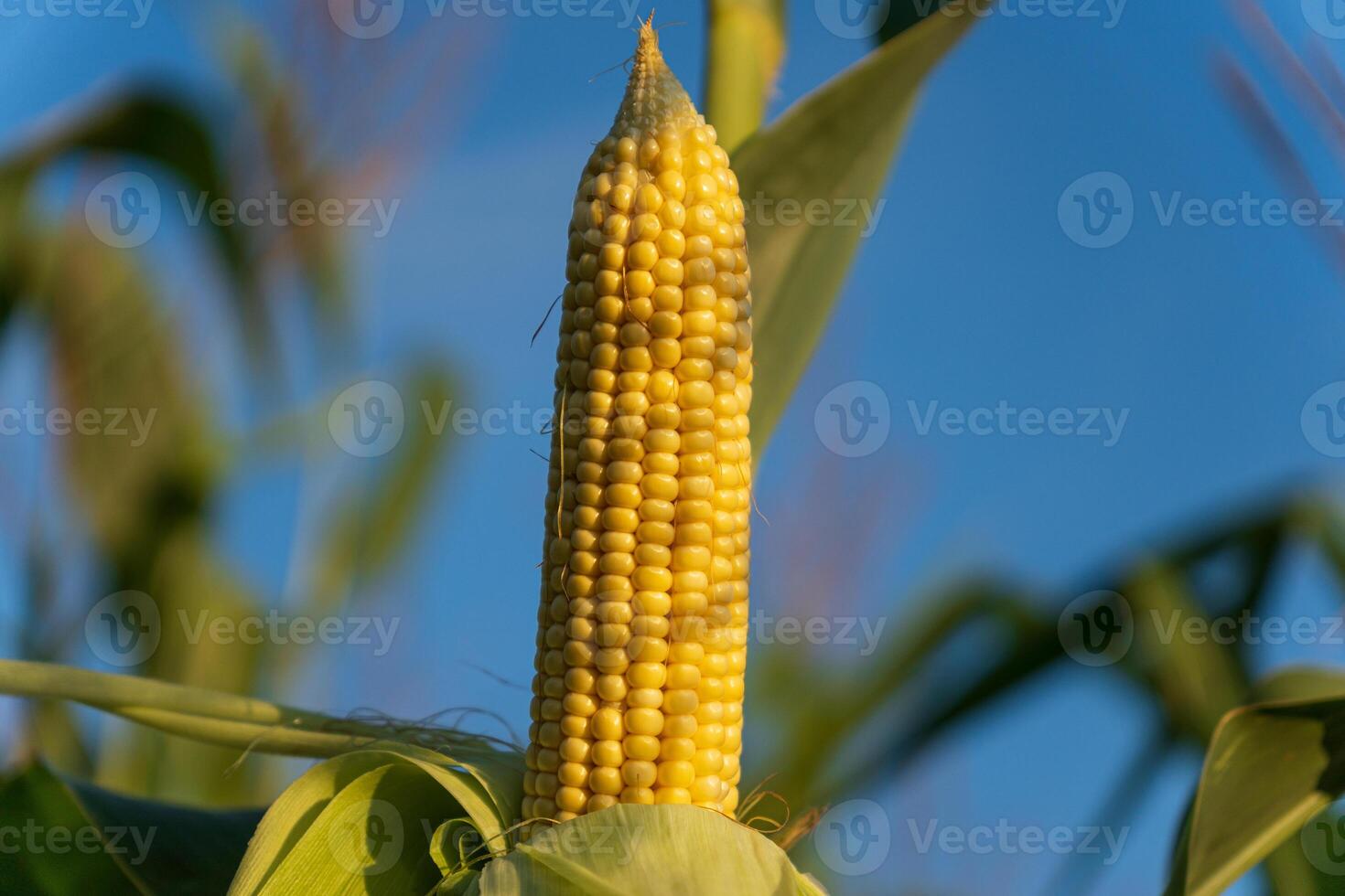 Golden corn stands tall against the blue sky, basking in sunlight, ready for harvest in a lush agricultural landscape photo