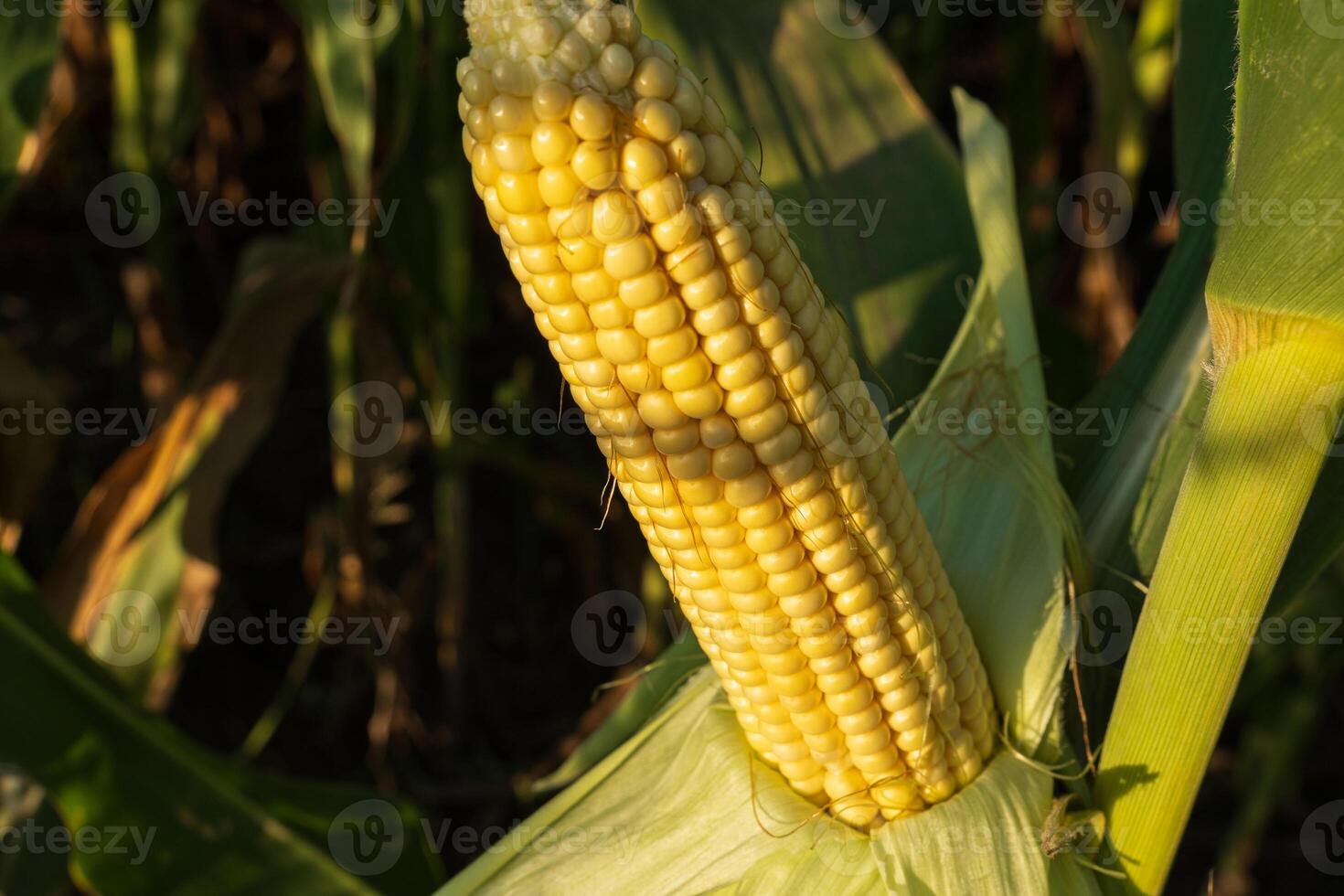 Golden corn ear emerges prominently from vibrant green leaves, showcasing nature's bounty on a warm summer day in the countryside photo