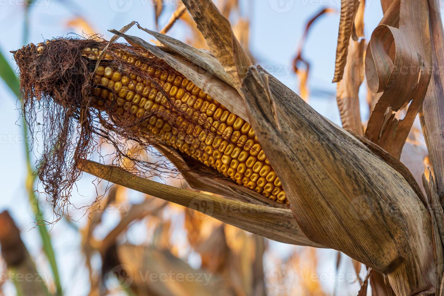Sun-kissed corn stands towering in a tranquil autumn landscape, showcasing its rich golden kernels amidst fading foliage photo