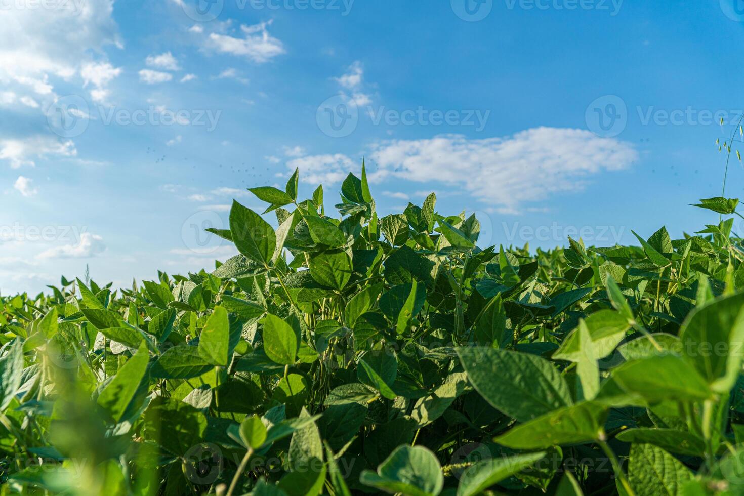 Vibrant green soybean plants stretch towards a clear blue sky, basking in sunlight in a flourishing field on a sunny day photo