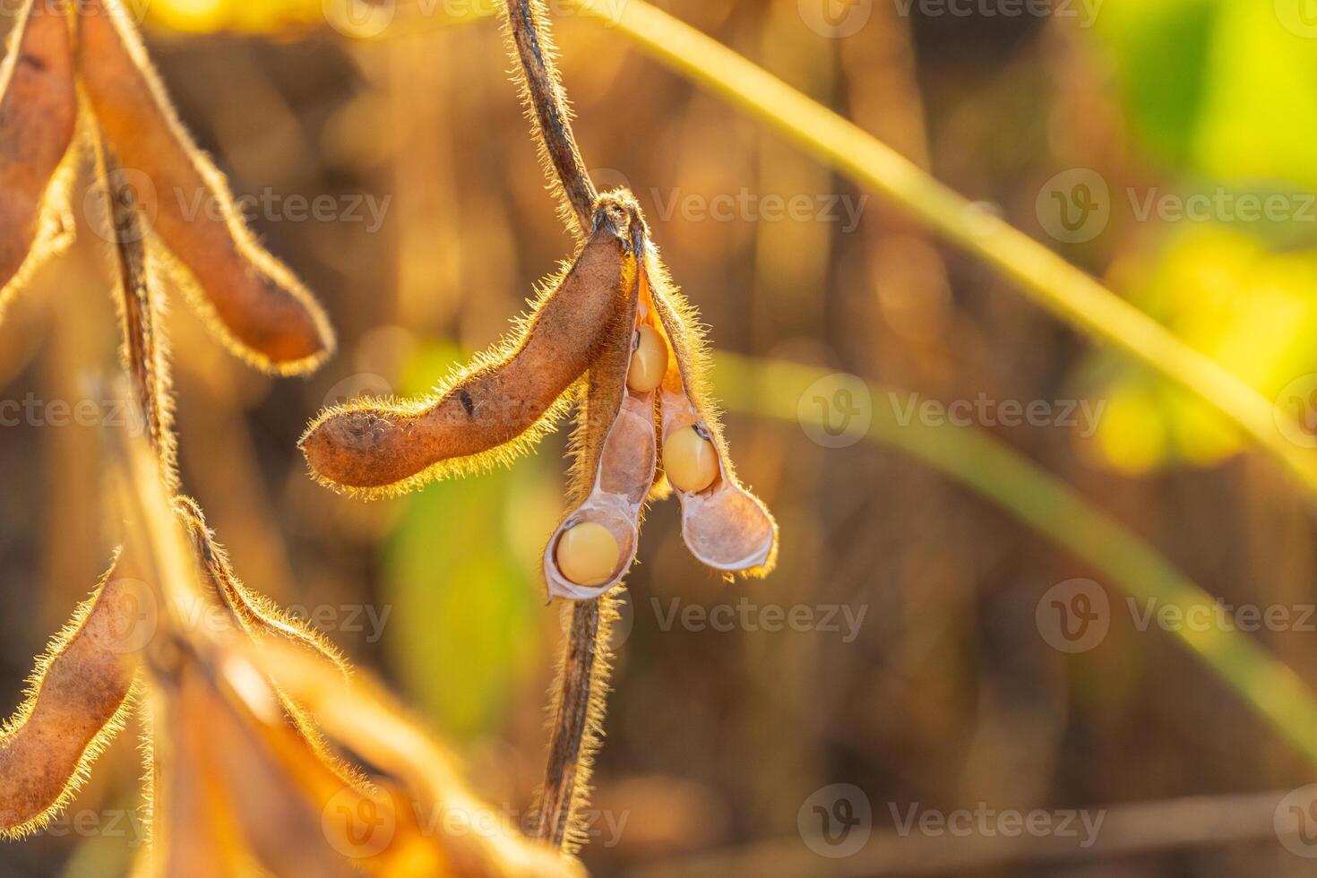 Sunlight filters through the soybean plants, illuminating golden pods filled with seeds, capturing the essence of a serene harvest evening photo