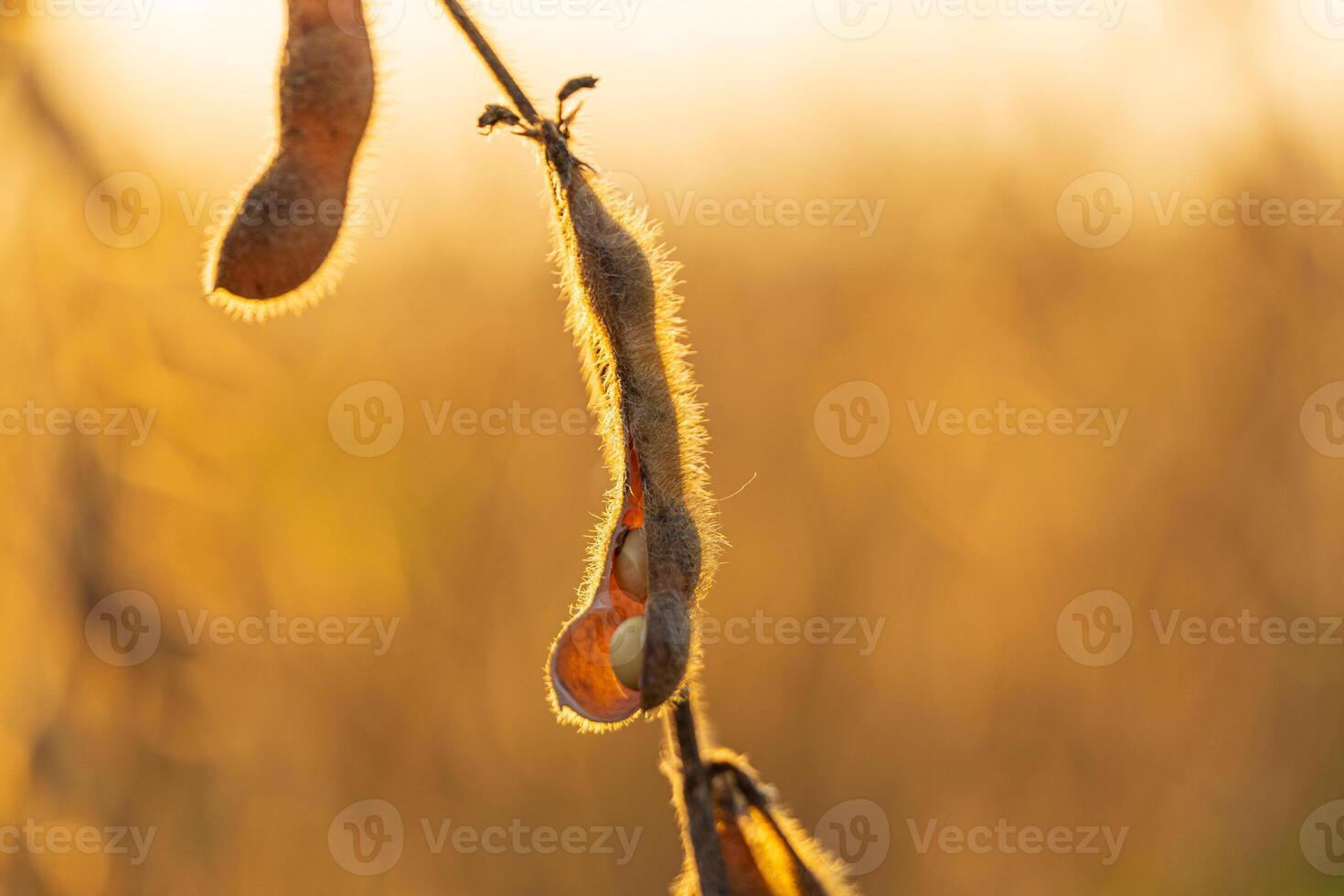 Sunlight filters through a soybean plant, highlighting the soft textures of its pods and inviting warmth of the harvest season photo
