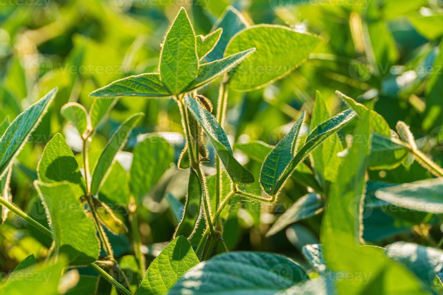 Soybean plants are thriving in a lush green field, reaching towards the sun as golden light enhances their vibrant foliage and healthy growth photo