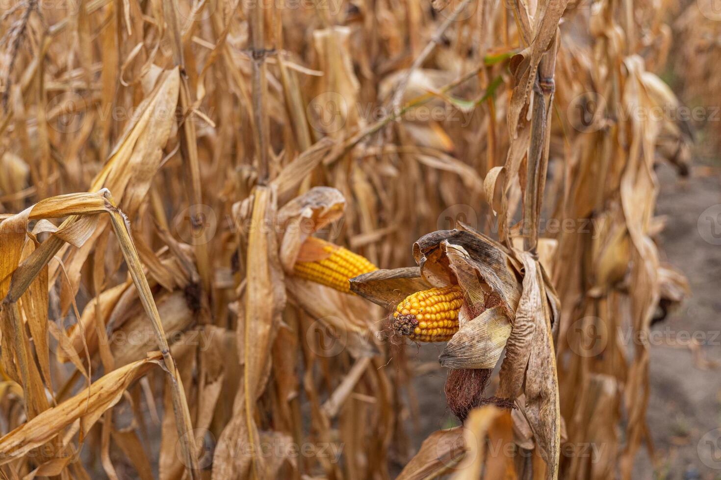 Dry corn stalks stand tall amid rustling leaves, revealing golden ears ready for harvest beneath the warm autumn sun photo