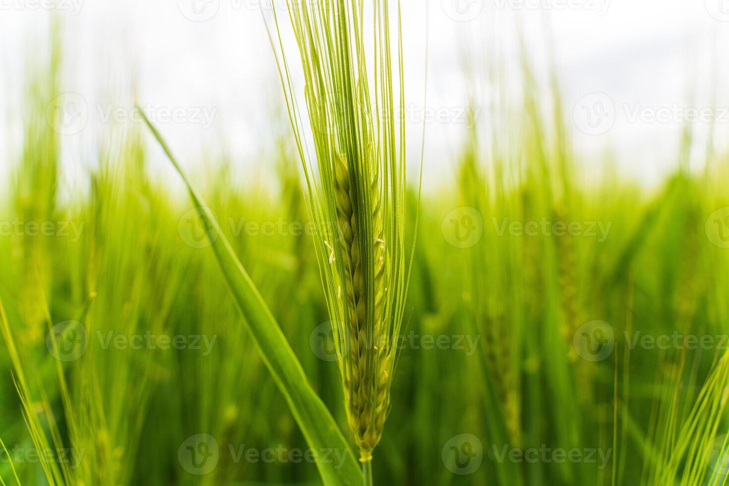 Lush green wheat stalks rise prominently, with grains developing at the tips, under a soft, cloudy sky. The atmosphere feels tranquil and natural photo