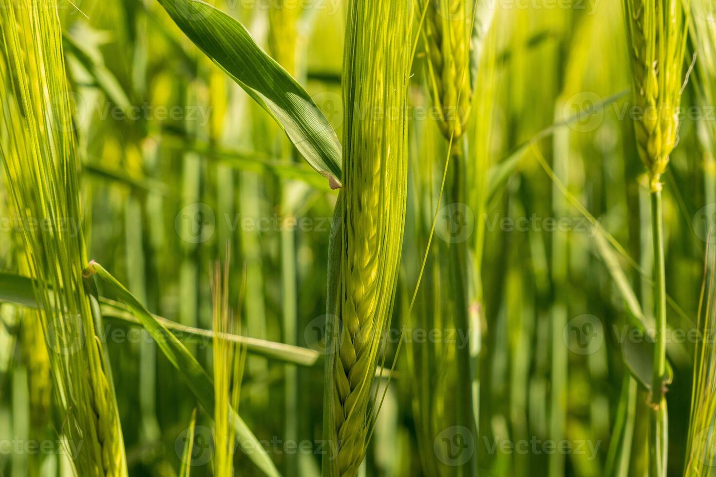 Vibrant green barley plants stand tall under bright sunlight, showcasing the beauty of agricultural growth in summer on a farmland photo