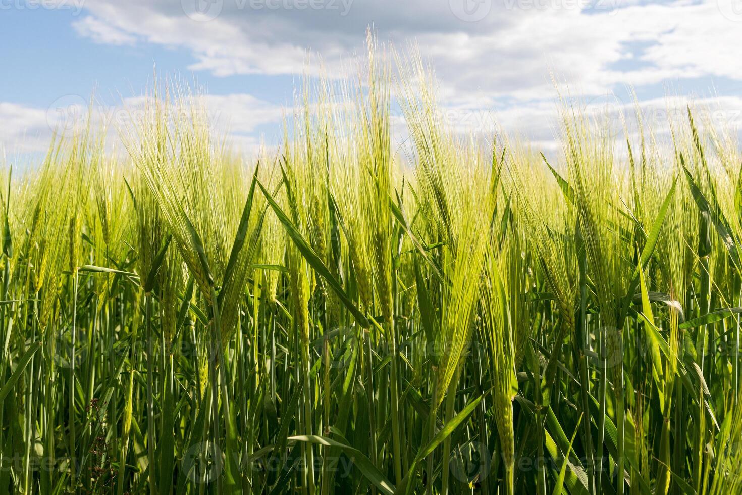 Tall green grass waves gently in the breeze under a bright blue sky filled with fluffy clouds during a warm afternoon photo