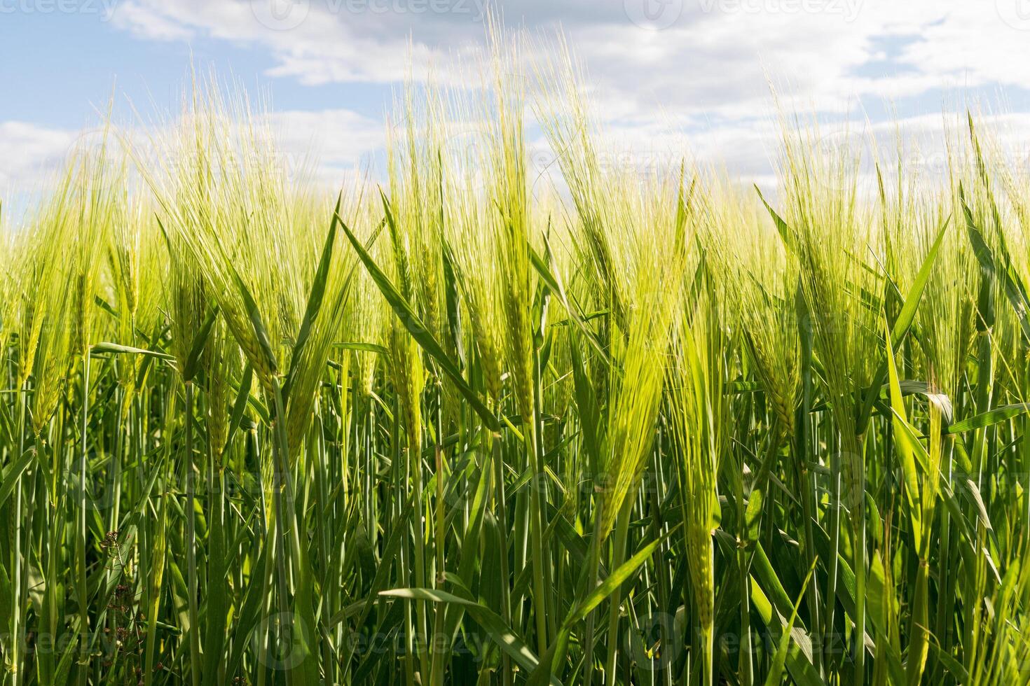 A vibrant barley field fills the view, shining under the soft light of the afternoon sun, with clouds drifting overhead photo