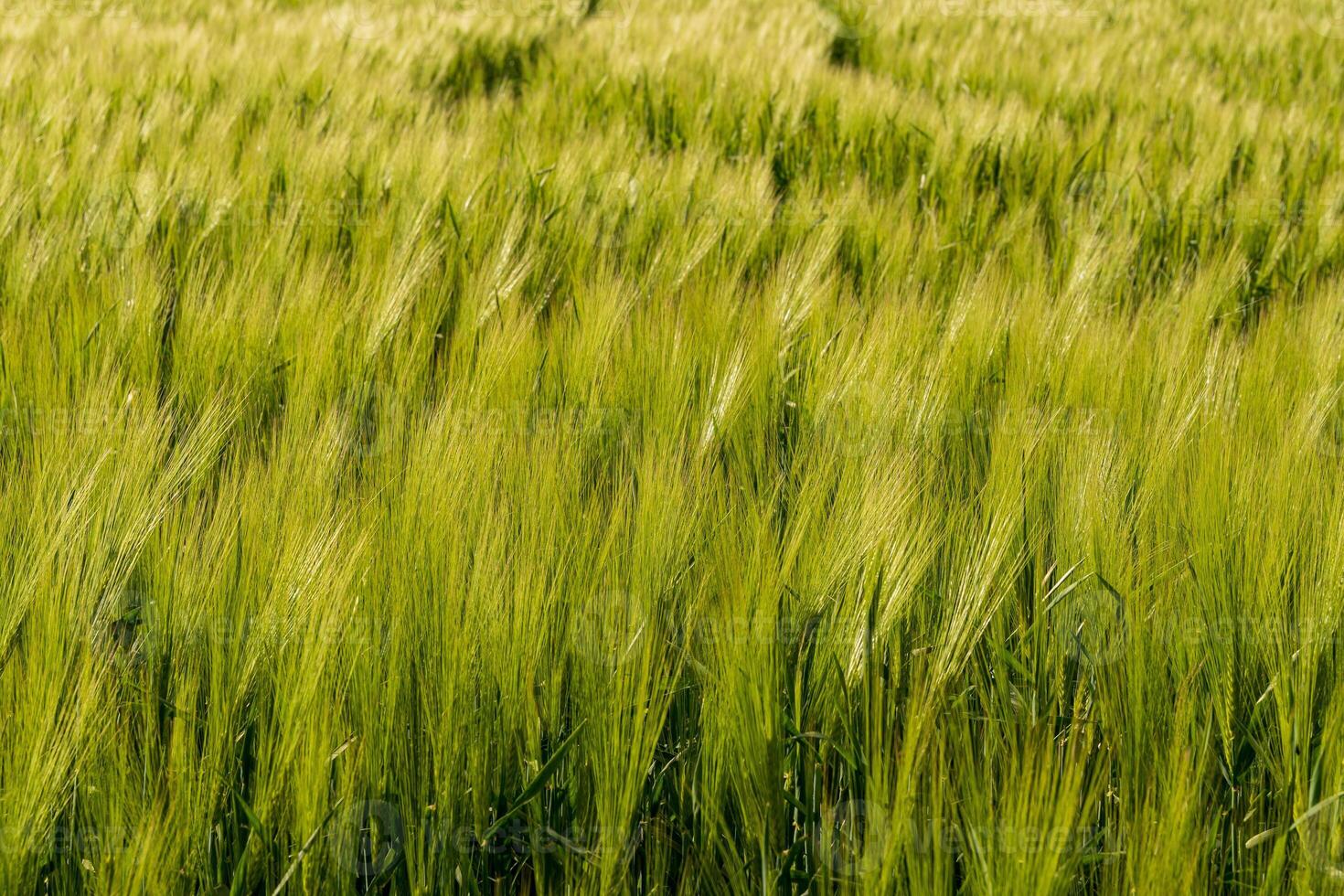 A lush field of green wheat stretches across the landscape, dancing softly in the warm breeze under a clear blue sky photo