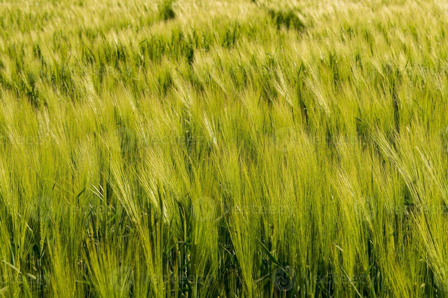 Sunlight highlights a vibrant barley field, with tall green stalks swaying gently in a soft breeze, creating a serene atmosphere photo