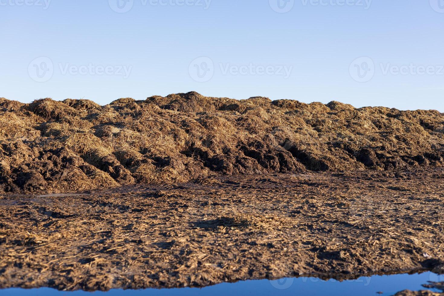 A large pile of manure sits in an agricultural field, reflecting the warm light of the sunrise against a clear blue sky photo