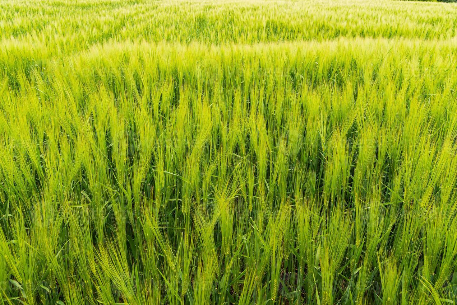 Vibrant wheat field showing tall green stalks dancing in the wind during a sunny day in late spring, surrounded by natural beauty photo