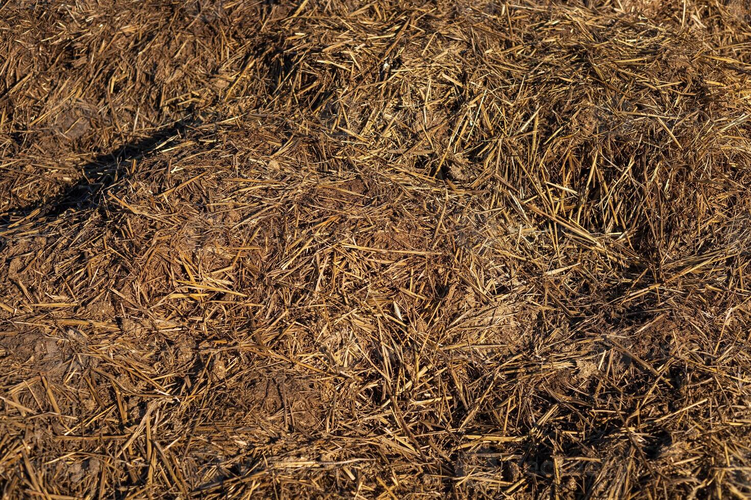 Farming activity shows a thick layer of mixed straw and manure, indicating land preparation for crop growth under clear skies photo