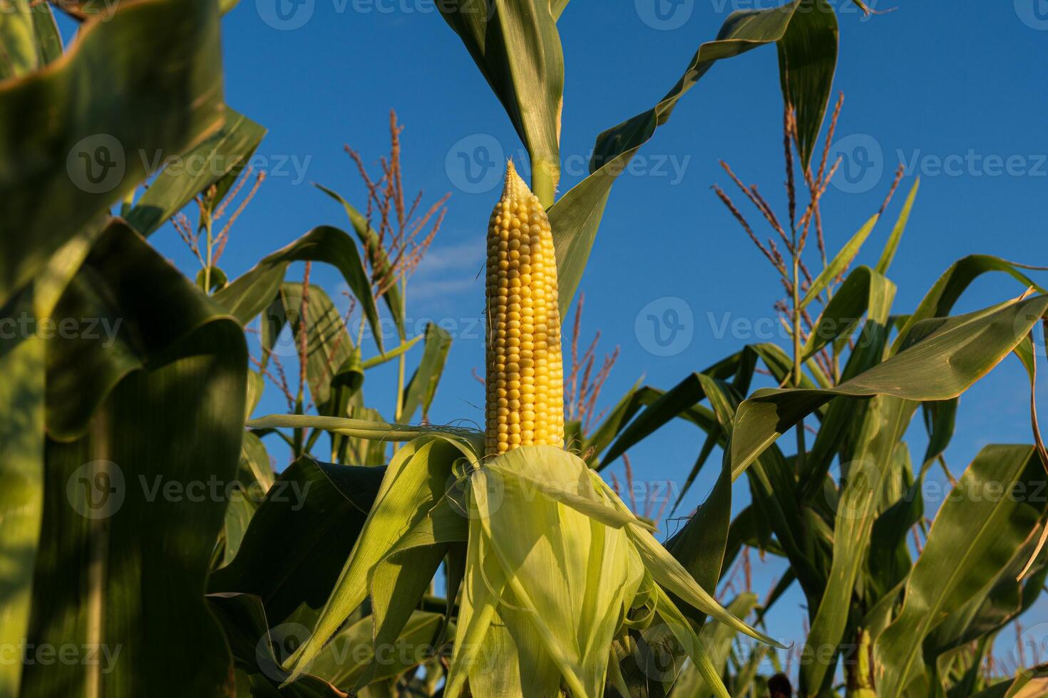 Corn plants reach towards a clear blue sky as ripe cobs emerge, signaling the height of summer harvest season photo