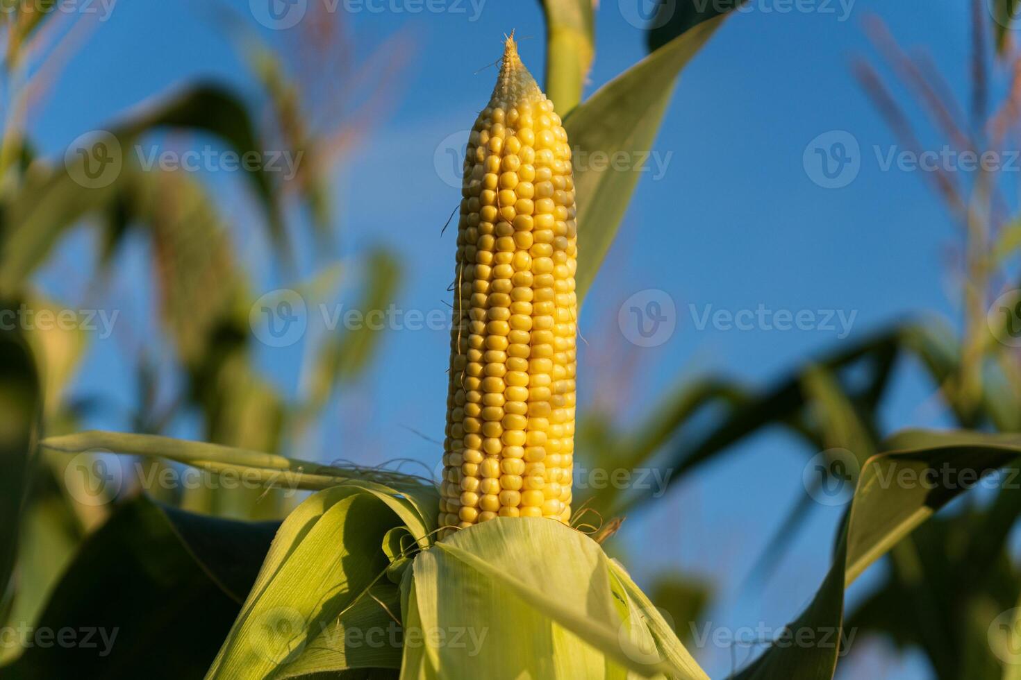 A ripe ear of corn is showcased in a lush green field, glistening under the bright sunlight of a late summer afternoon photo