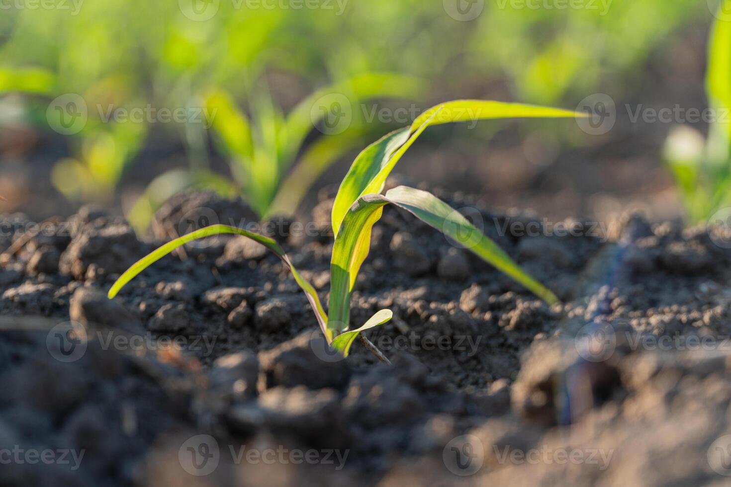 A young corn plant emerges from the rich dark soil, showcasing vibrant green leaves under bright sunlight in a agricultural setting photo