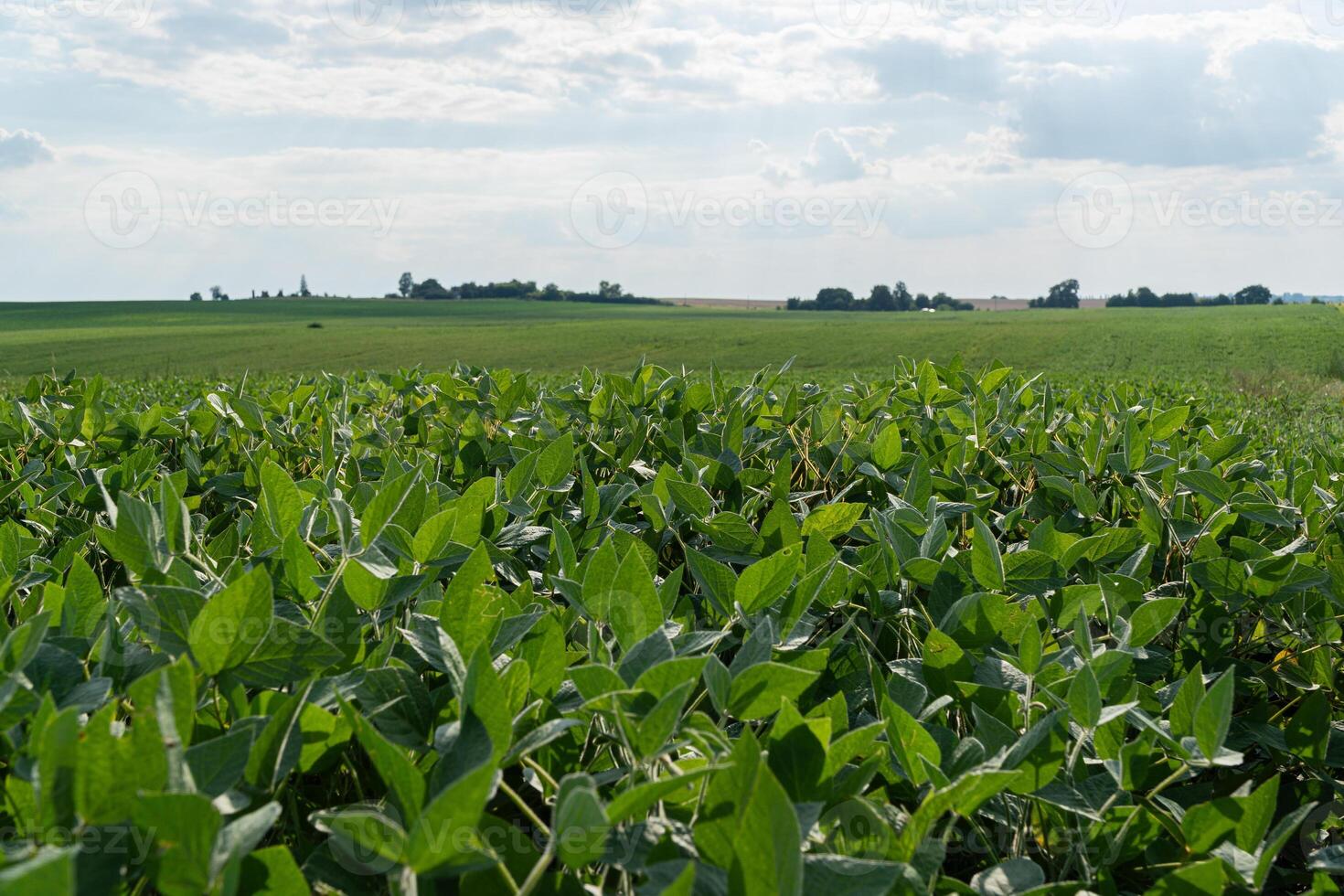 Lush green soybean plants stretch across the field, with a vast sky and distant hills visible under the afternoon sun photo