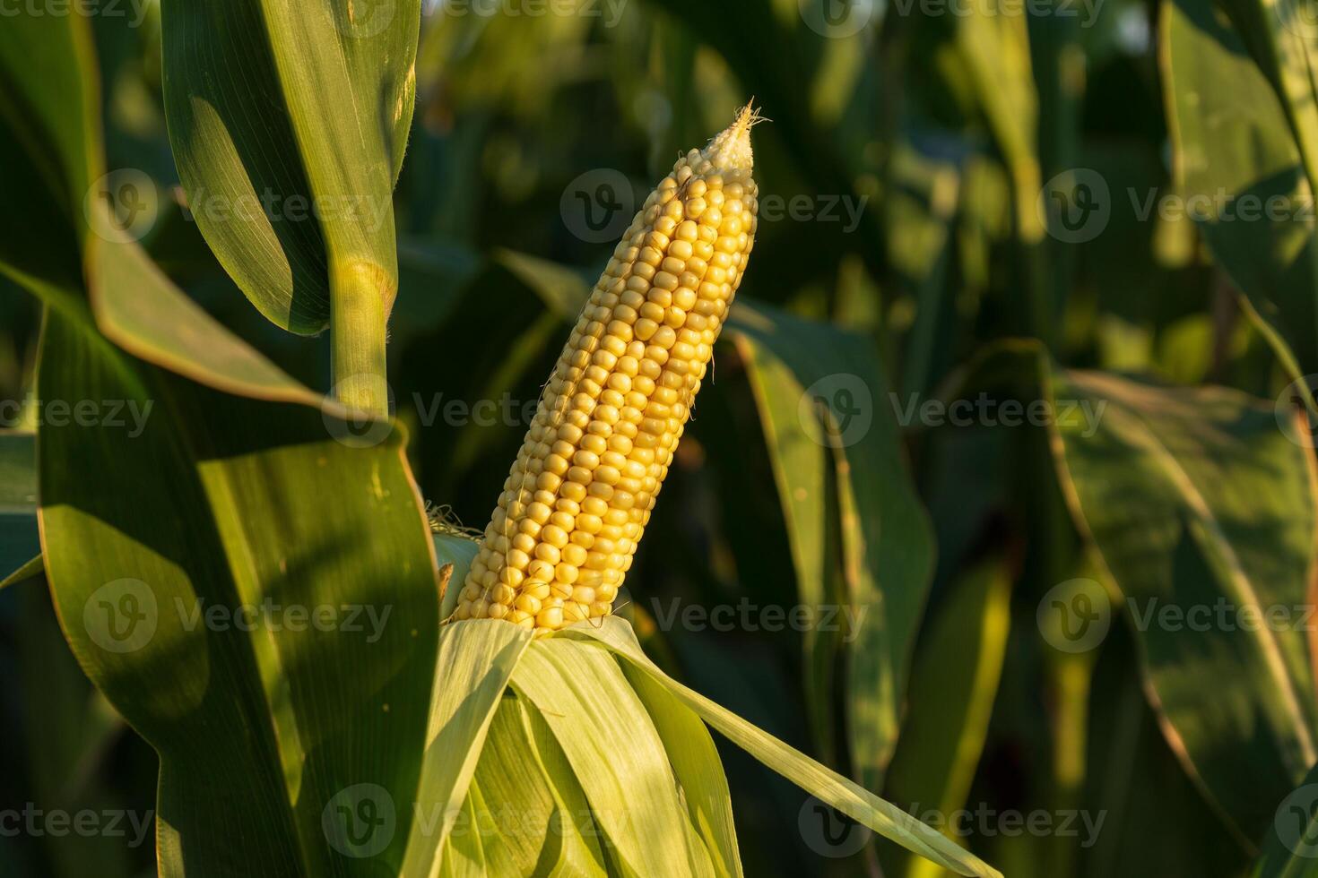 Golden corn cob surrounded by lush green leaves, illuminated by warm late afternoon sunlight on a farm photo