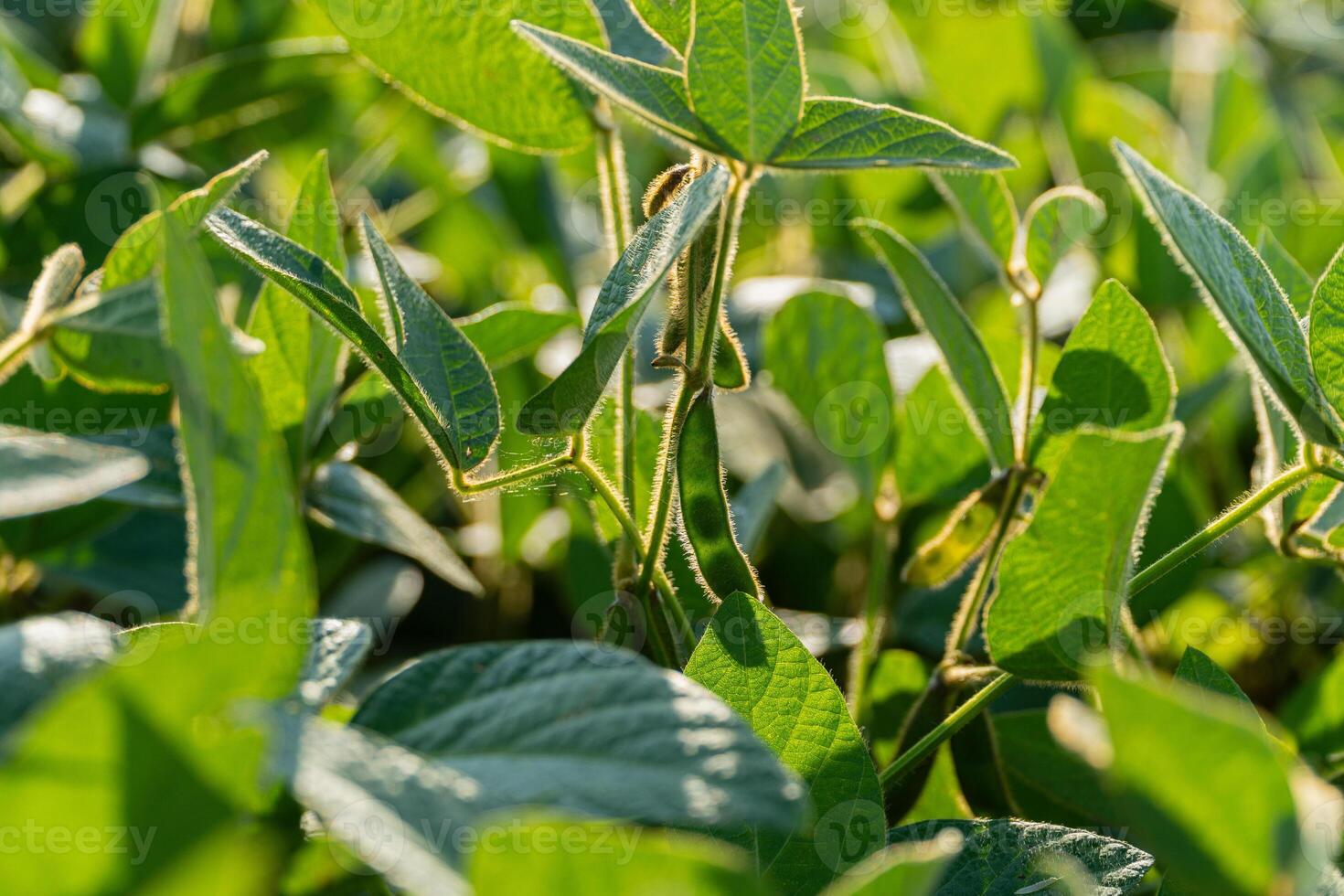 A vibrant display of green soybean plants basking in bright sunlight showcases healthy growth in a field during summer photo