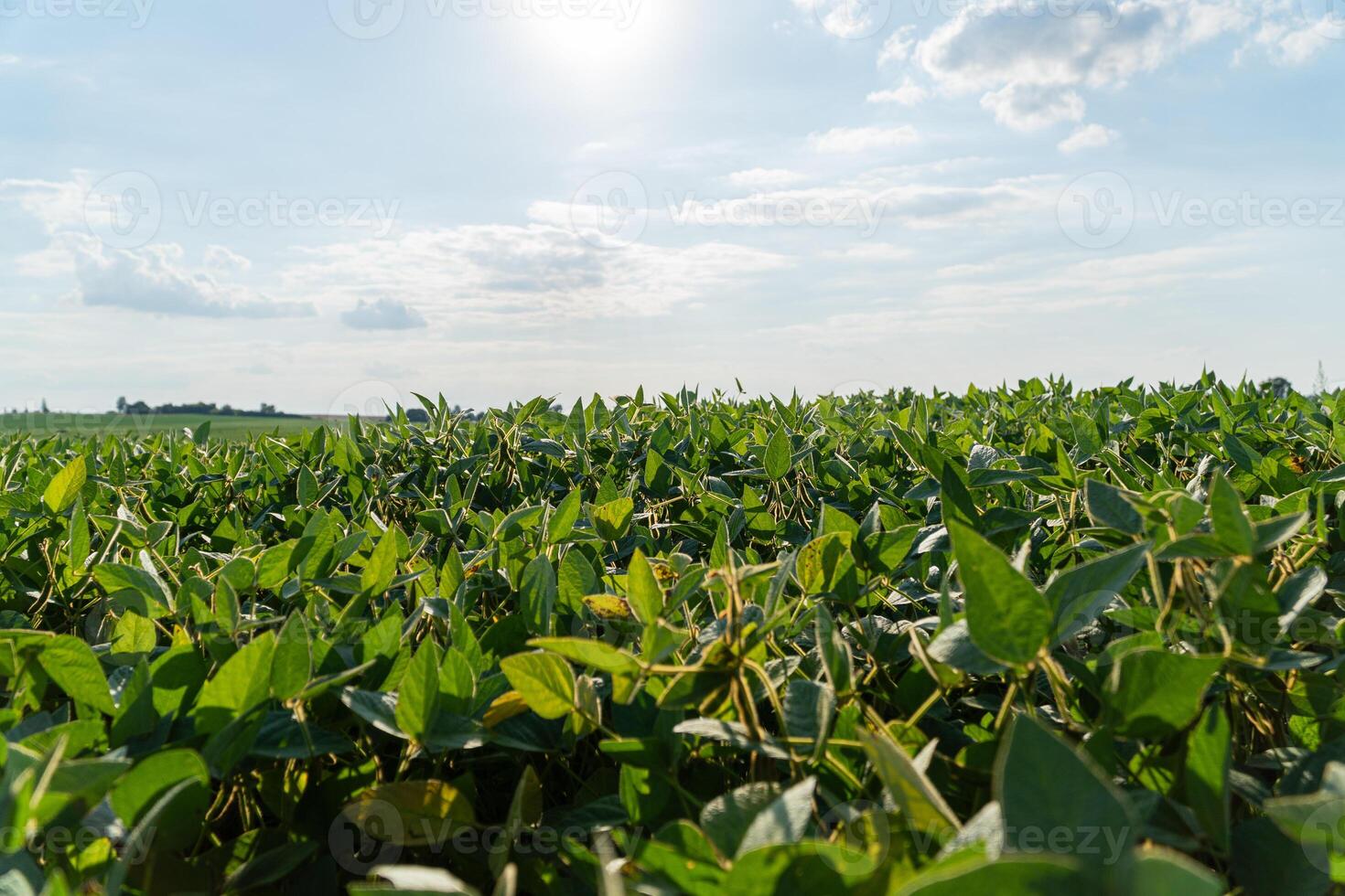 Vibrant soybean plants thrive under the clear sky, basking in the warm afternoon sun while stretching across the horizon photo