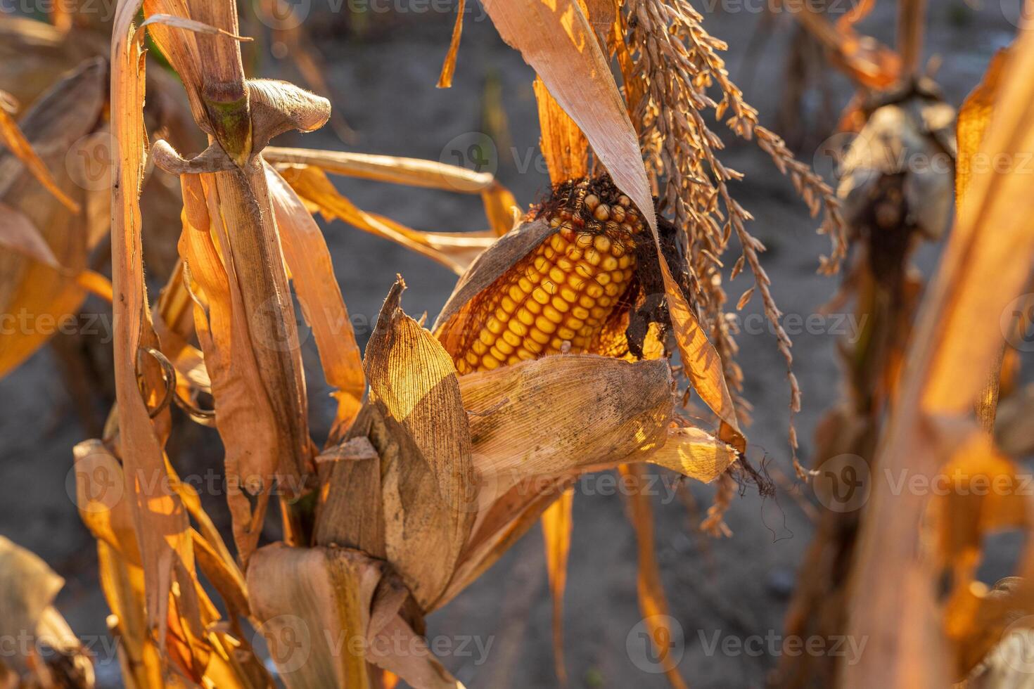 Sunlight filters through dry corn plants, highlighting a ripe ear of corn nestled among the leaves in an autumn field photo