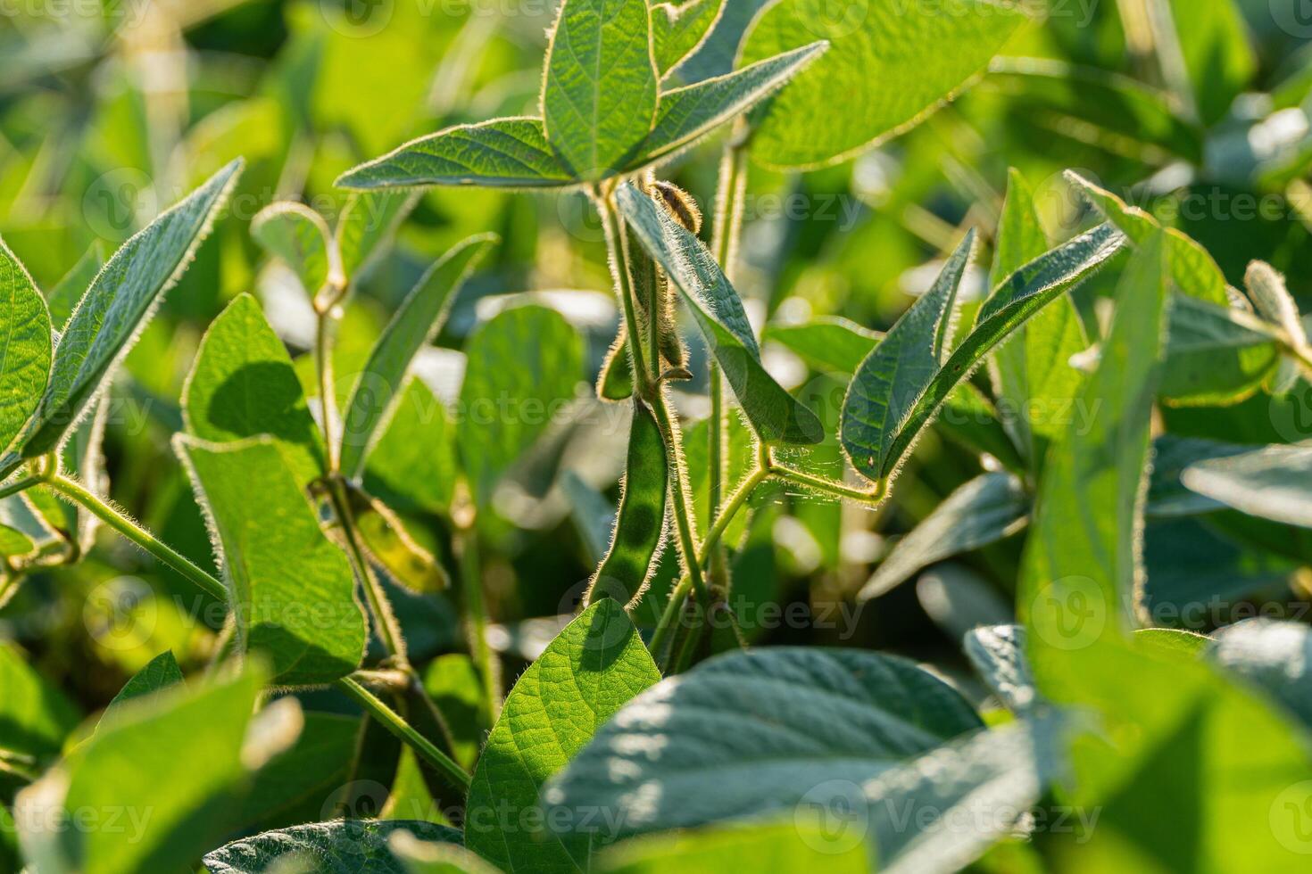 Sunlight filters through lush soybean plants, showcasing vibrant green leaves in a prosperous field during late spring photo