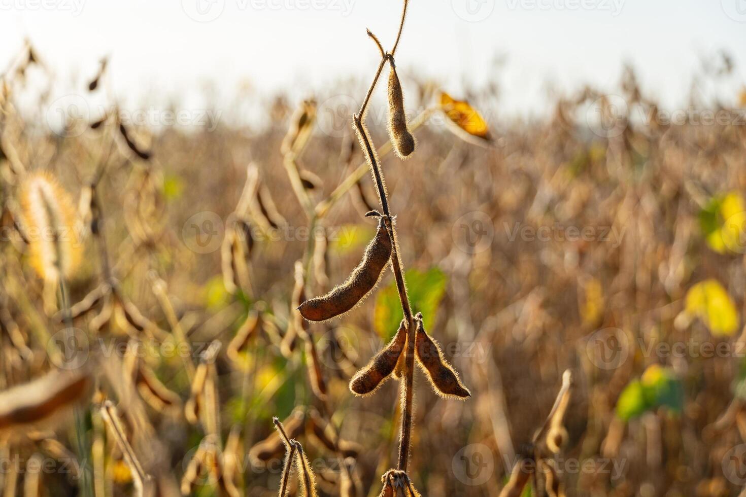 Healthy soybean plants thrive in golden light, showcasing ripe pods ready for harvest on a lovely autumn afternoon photo