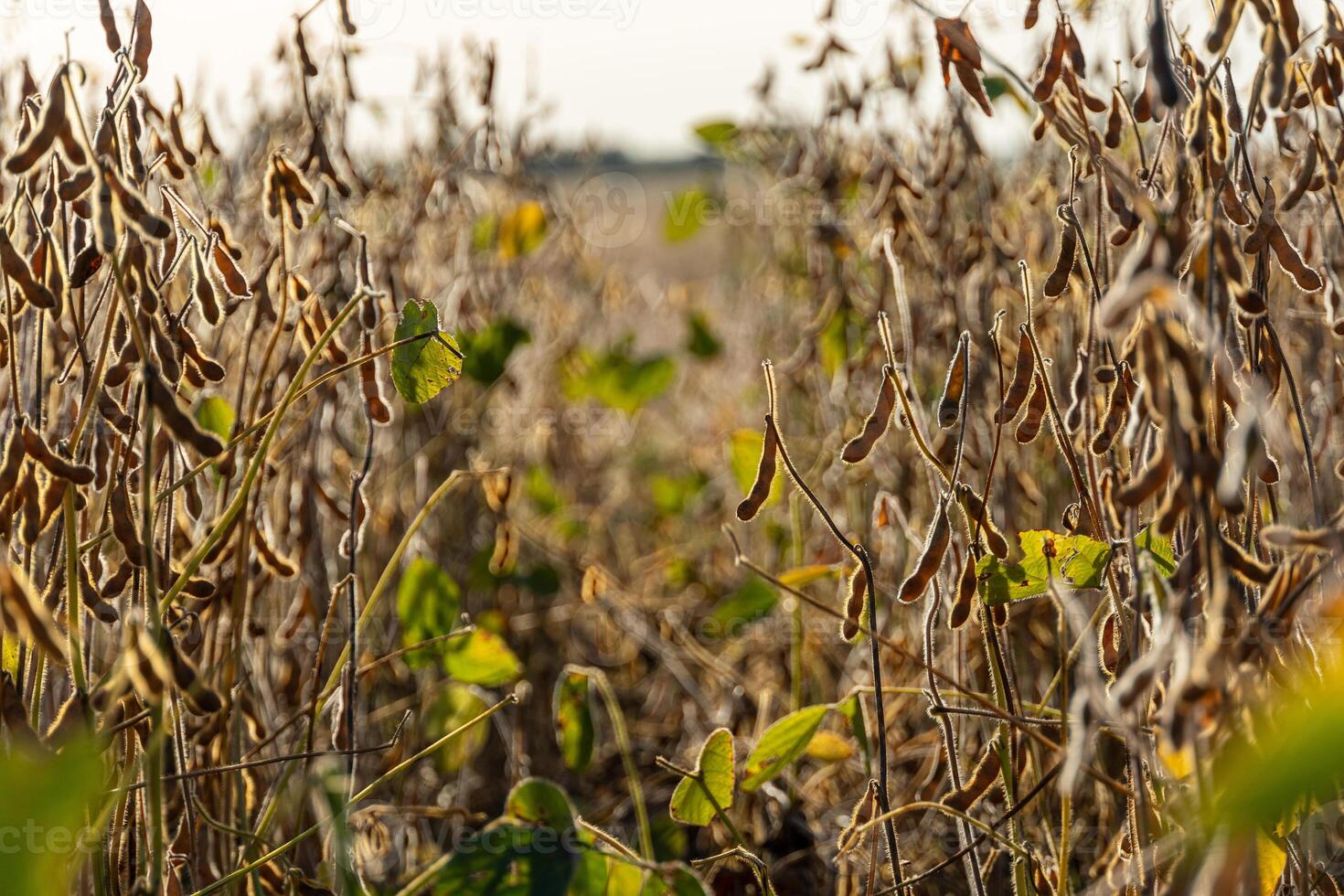 Rows of mature soybean plants stand tall in a field, their pods filled and ready for harvest in golden sunlight during the late afternoon photo