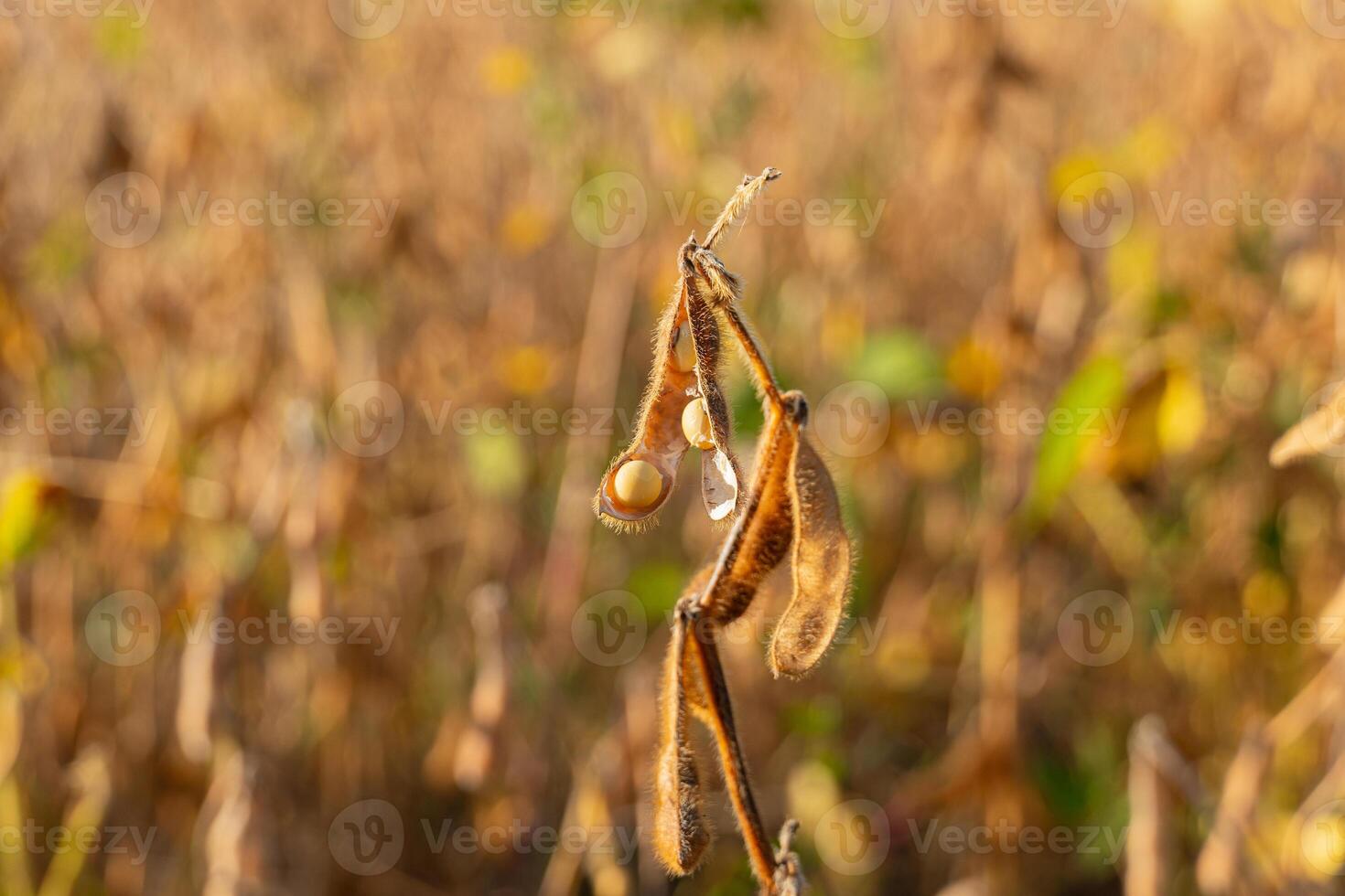 Water droplets rest on mature soybean pods swaying gently in a sunlit field, surrounded by vibrant fall colors photo