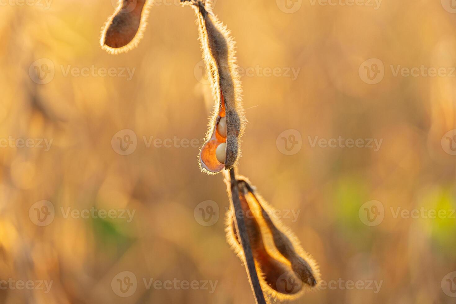 Sunlight bathes soybean pods on a plant, showcasing their fuzzy texture and ripe seeds against a warm, golden background during harvest photo
