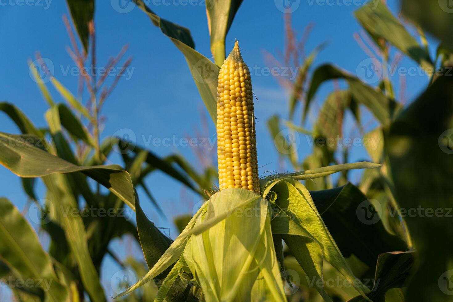 Corn ear stands tall among green leaves under a clear blue sky, showcasing the growth of crops in late summer time photo