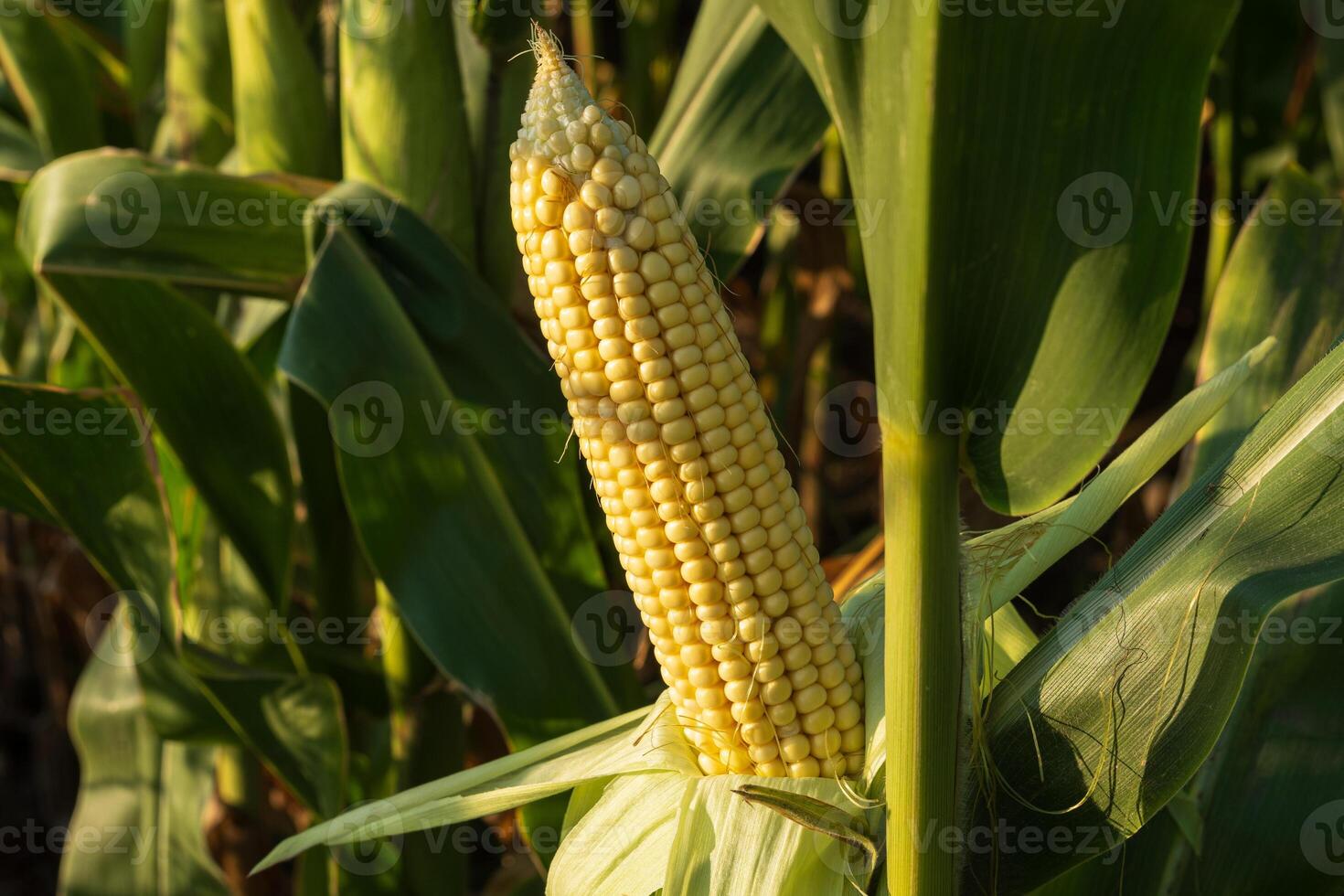 Ripe corn ear hangs from green leaves in a field, illuminated by warm late afternoon sunlight, showcasing its golden kernels photo
