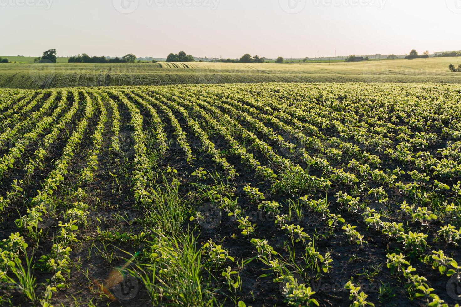 Rows of healthy green seedlings grow in neatly arranged patterns across the expansive farmland, illuminated by the soft early morning sun photo
