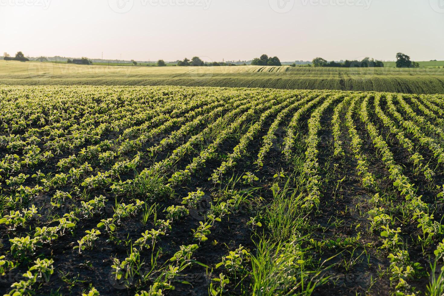 Vibrant green crops grow in neat, parallel rows across a vast field under a clear sky in the late afternoon light photo