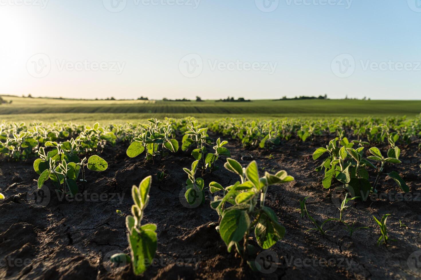 Soybean plants grow steadily in rich soil under the warm sunlight of a late afternoon, showcasing vibrant green leaves and farmland photo